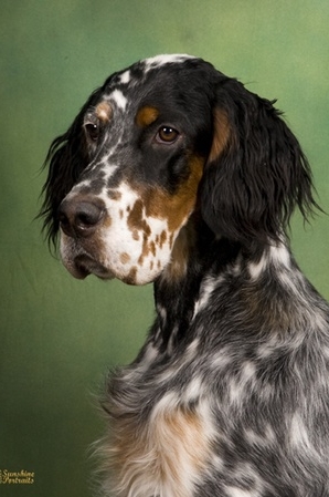 tri color english setter